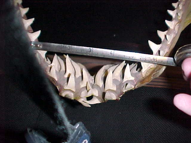 Mako Shark Jaws from the 1950s  